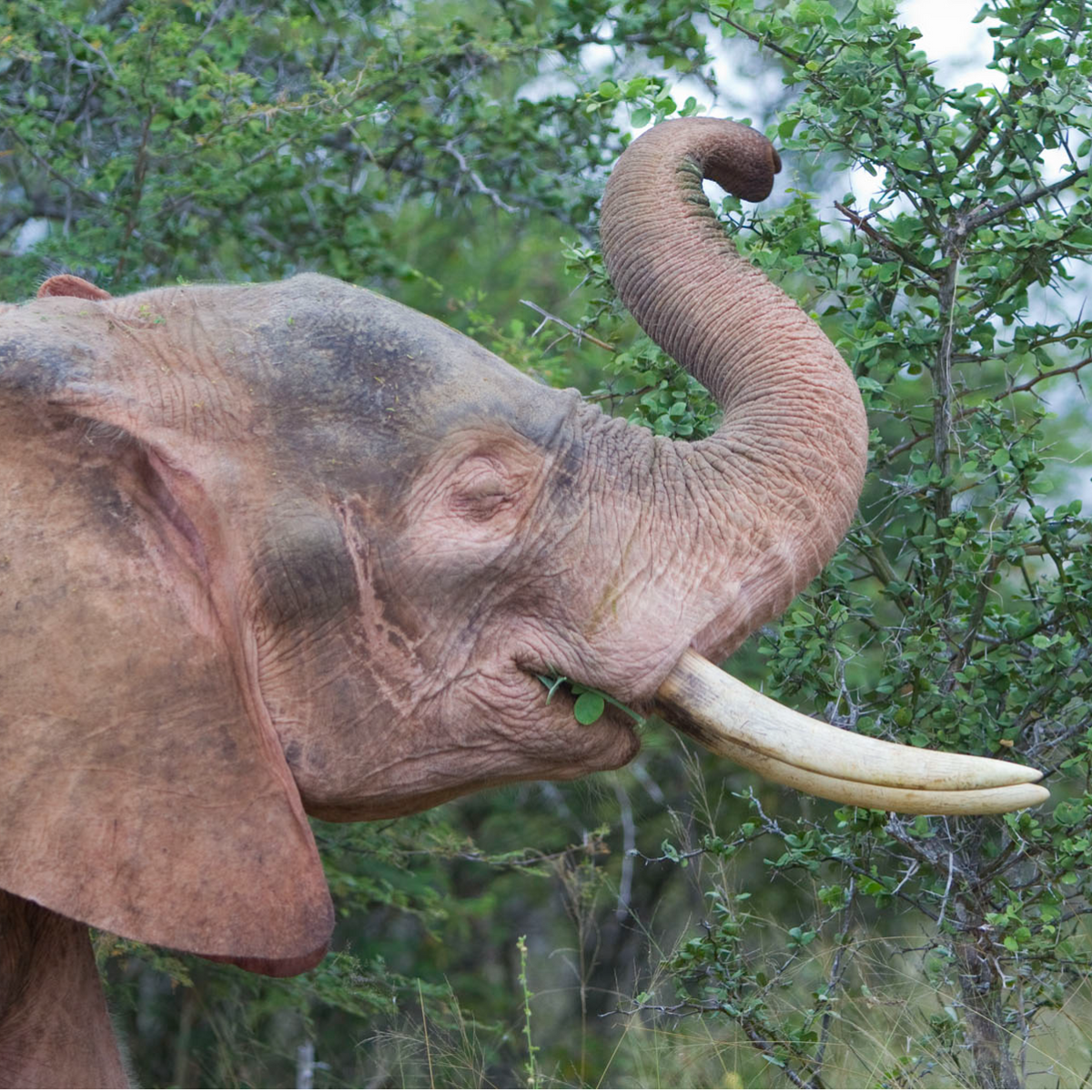 The White Elephant of Thailand