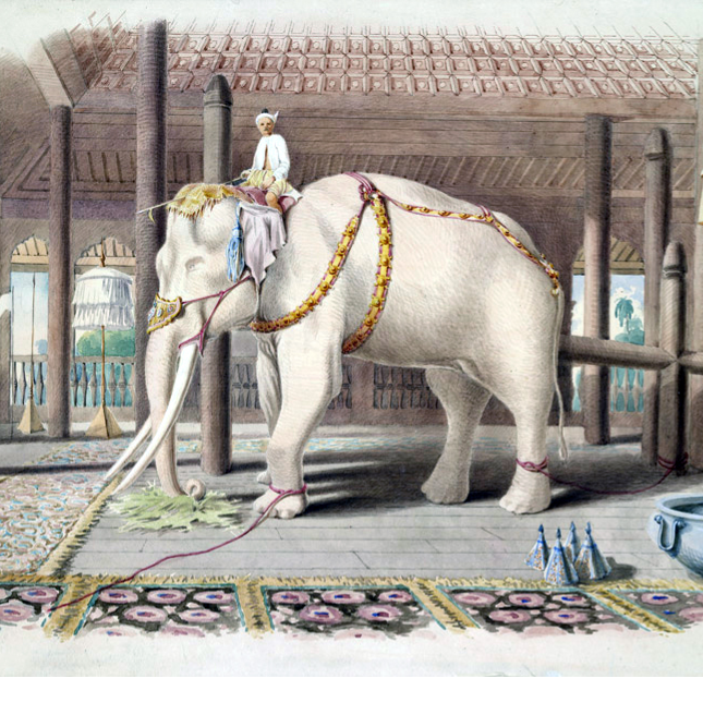 10 Cultural Facts About Thailands White Elephant