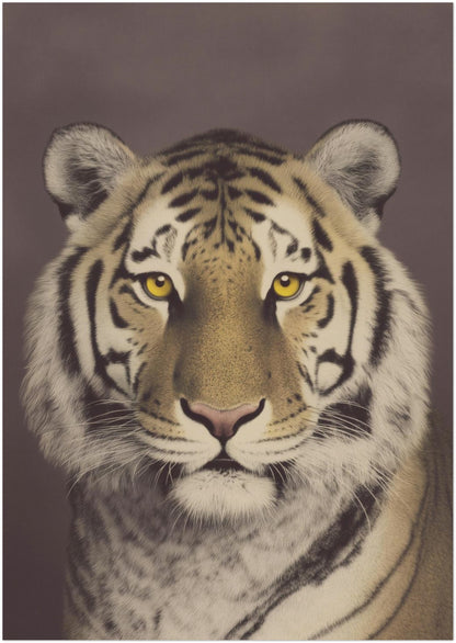 8x12 inch unframed Malayan tiger wall art print featuring a centred close-up portrait with strong black stripes, soft fur detail and warm brown muted background. Vintage photographic style wildlife poster designed for small spaces, gallery walls or shelf styling in living rooms, offices or studies.