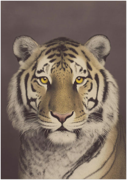 A1 unframed large Malayan tiger wildlife poster with a strong centred composition and calm focused gaze. Sharp stripe contrast, fine fur detail and muted brown backdrop create a vintage photography effect. Statement animal wall decor designed for spacious living rooms, offices or hallway feature walls.