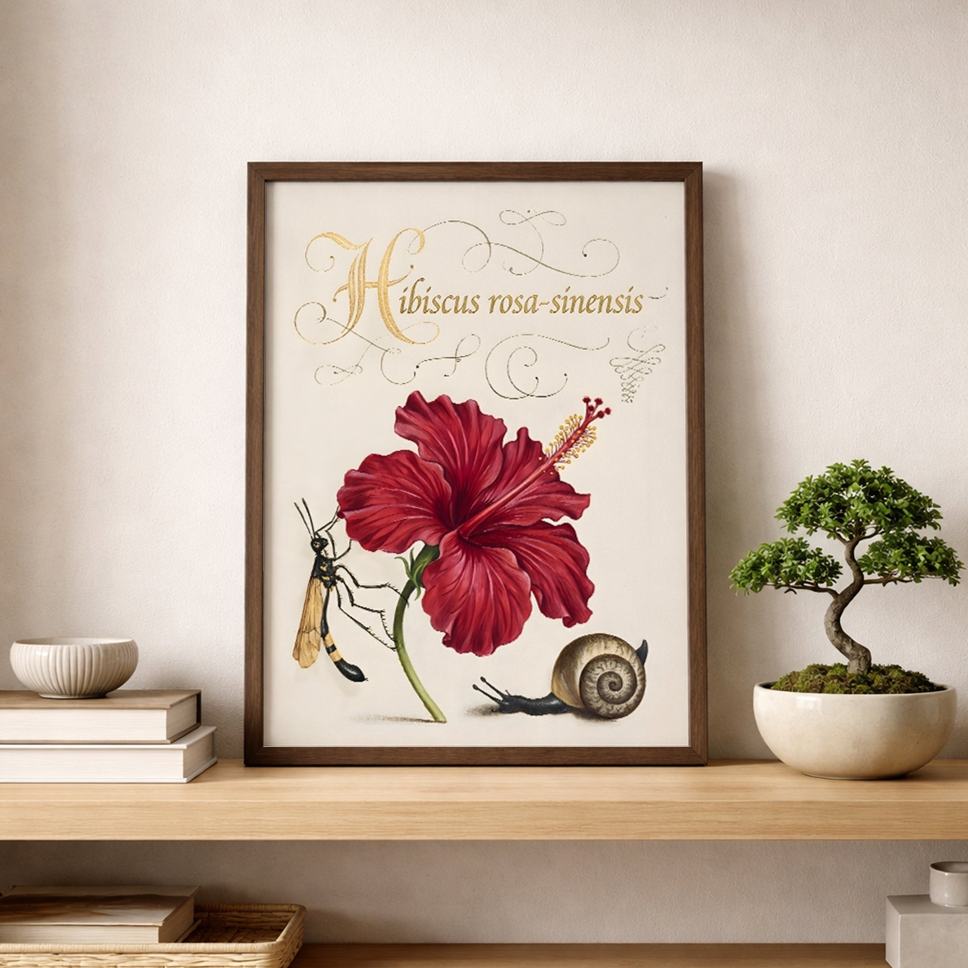 Framed hibiscus botanical illustration placed on a wooden shelf beside a bonsai plant and books. The artwork shows the red Hibiscus rosa-sinensis flower with detailed petals, decorative script label and small insect and snail details. Malaysian flower wall art inspired by vintage botanical study prints and classic natural history illustration style.