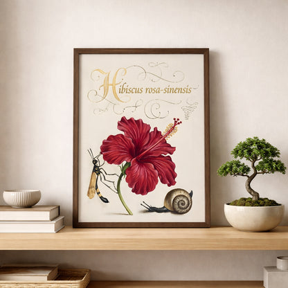 Framed hibiscus botanical illustration placed on a wooden shelf beside a bonsai plant and books. The artwork shows the red Hibiscus rosa-sinensis flower with detailed petals, decorative script label and small insect and snail details. Malaysian flower wall art inspired by vintage botanical study prints and classic natural history illustration style.