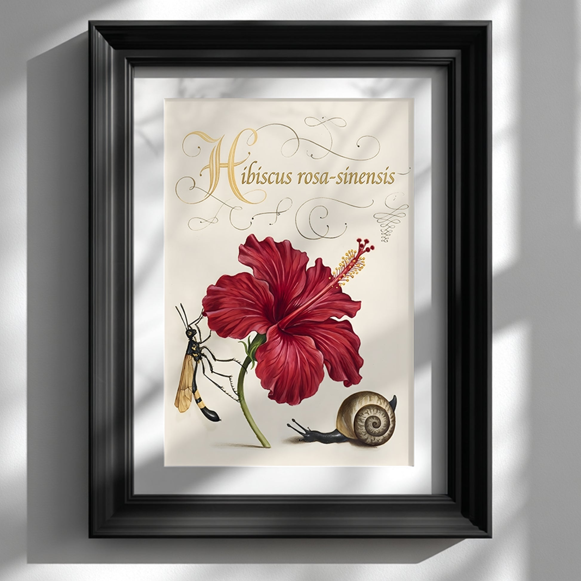 Framed Malaysian hibiscus botanical illustration displayed on a white wall in a black frame. The artwork shows a detailed red hibiscus flower labelled Hibiscus rosa-sinensis with decorative script, accompanied by a small wasp and a snail. Vintage natural history style Malaysia national flower print with a cream background, botanical study layout and classic scientific illustration composition.