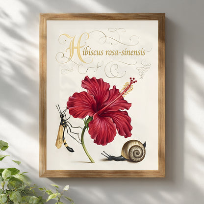Malaysian hibiscus botanical wall art in a light wooden frame on a white wall. The illustration features the red Hibiscus rosa-sinensis flower with decorative script title and natural history details including a wasp and snail. Vintage botanical hibiscus illustration representing Malaysia’s national flower in classic botanical study style.