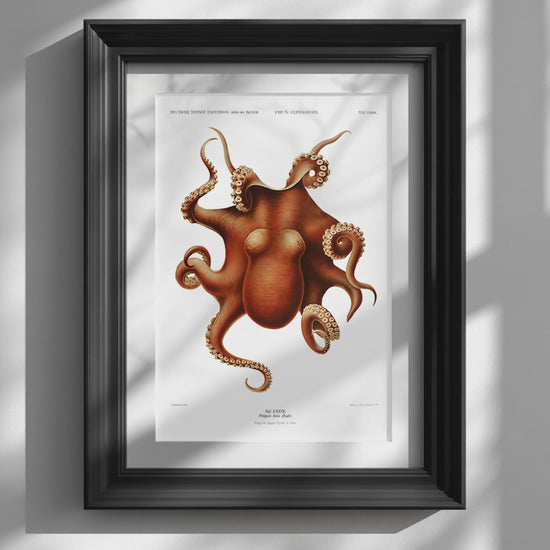 Video showcasing the available sizes for Carl Chun Vintage Scientific Octopus Print. It begins with a close-up of the artwork displayed in a black frame, followed by each available print size