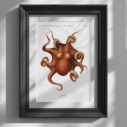 Video showcasing the available sizes for Carl Chun Vintage Scientific Octopus Print. It begins with a close-up of the artwork displayed in a black frame, followed by each available print size